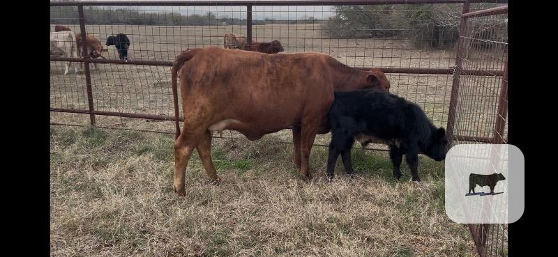 Cattle Range Listing Photo