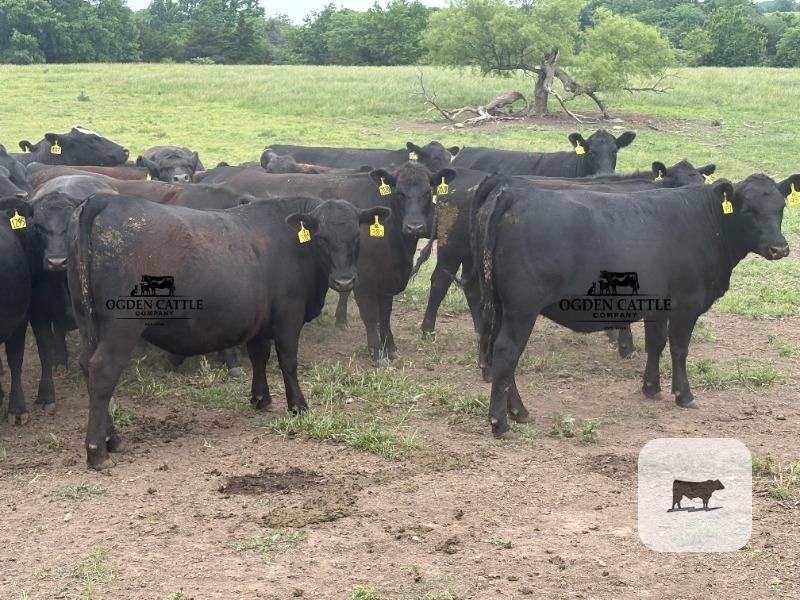 Cattle Range Listing Photo