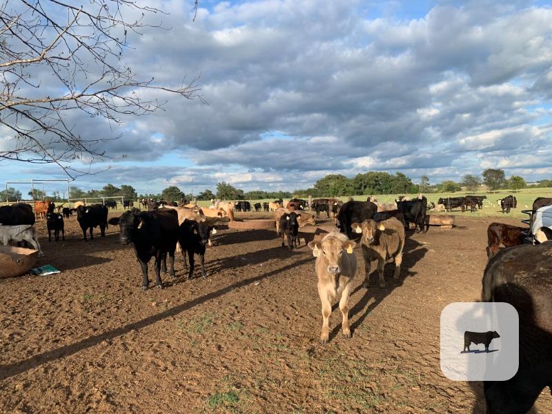 Cattle Range Listing Photo