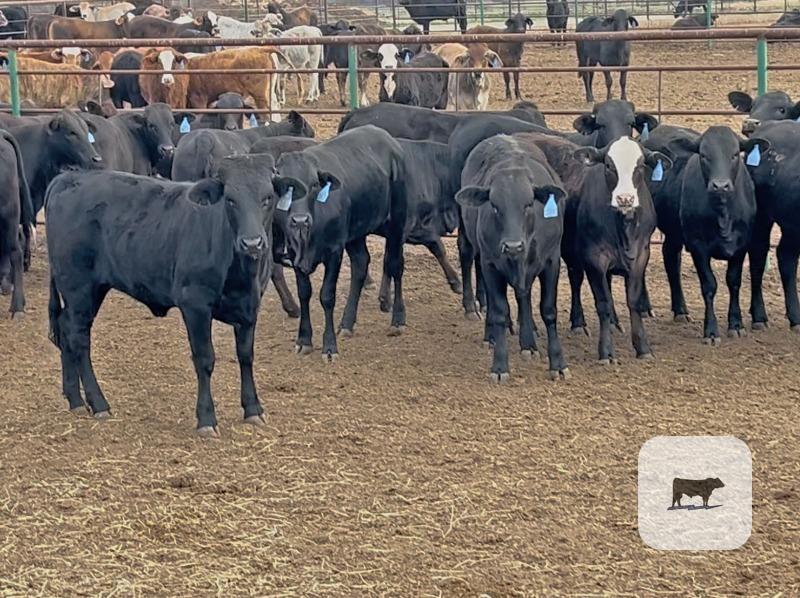 Cattle Range Listing Photo