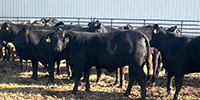 20 Brangus Bred Heifers... S. Central TX