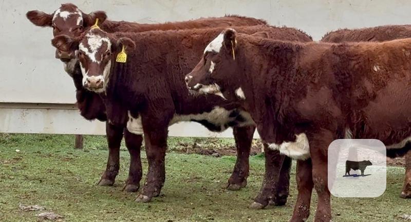 Cattle Range Listing Photo