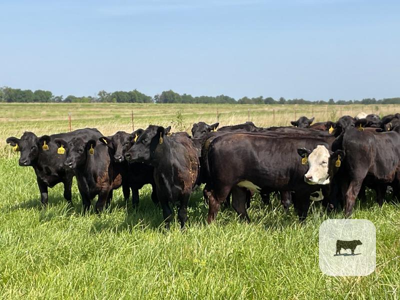 Cattle Range Listing Photo