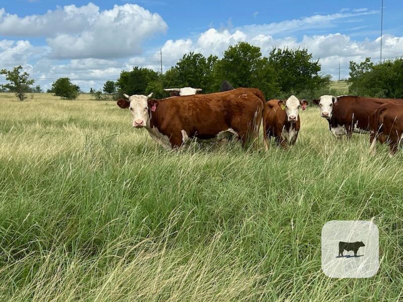 Cattle Range Listing Photo