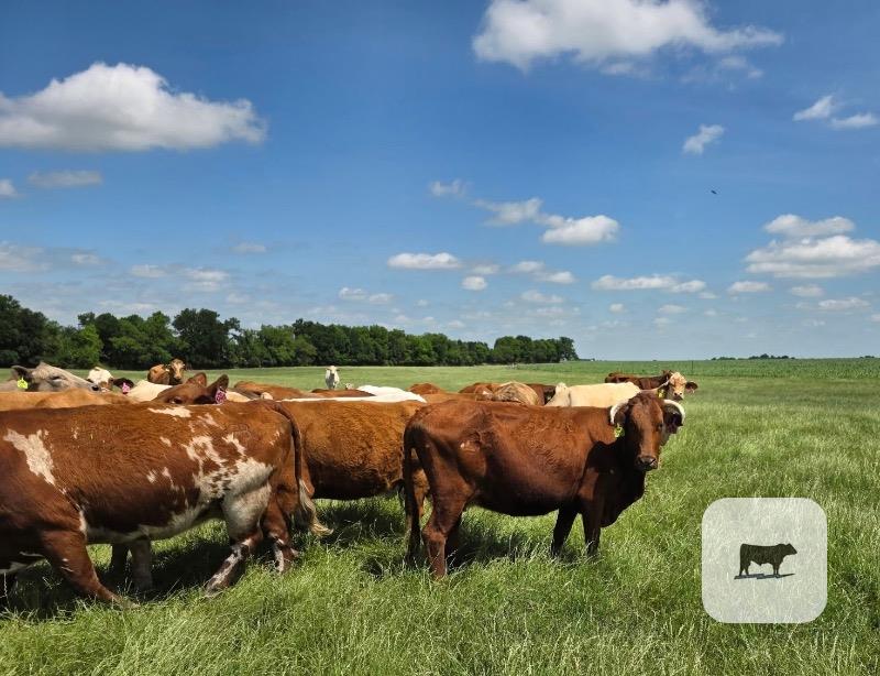 Cattle Range Listing Photo
