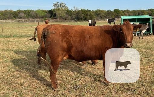 Cattle Range Listing Photo