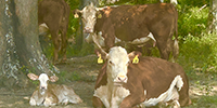 40 Hereford Cows w/ 19+ Calves... East TX