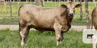 25 Charolais/Beefmaster Rep. Heifers... Central TX