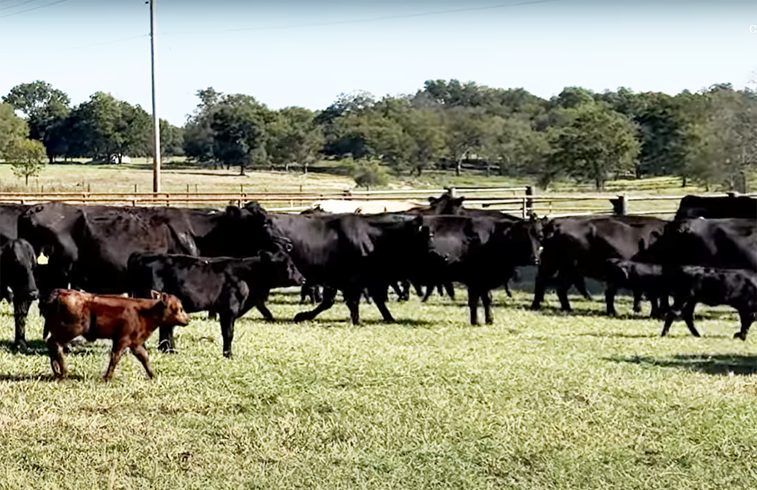 Cattle Range Listing Photo