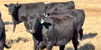 25 Angus Bred Heifers... Central OK