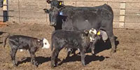 45 Angus & Red Angus Pairs... E. Central NE