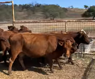 Cattle Range Listing Photo