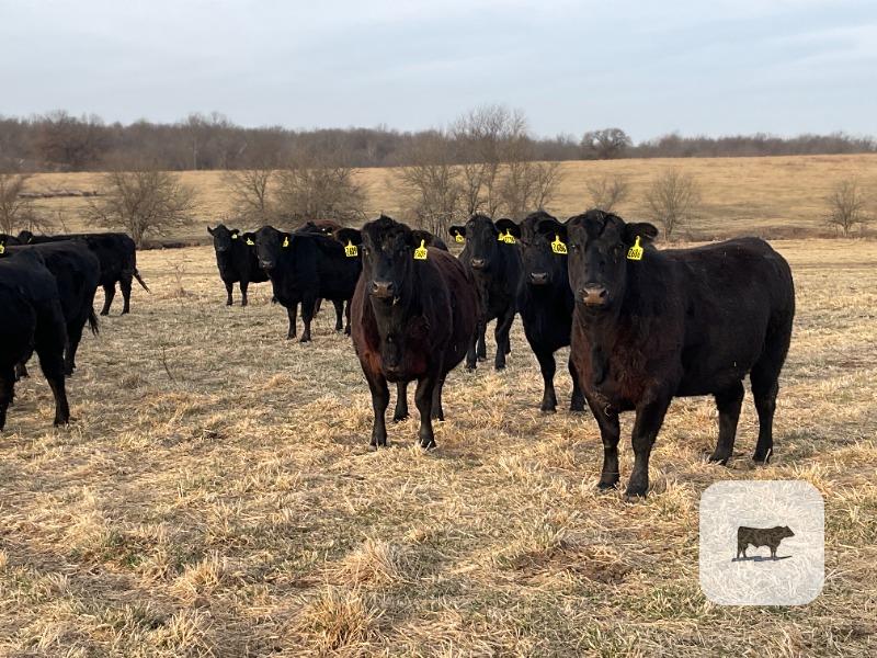 Cattle Range Listing Photo