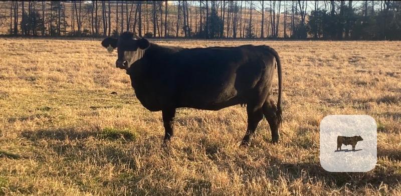 Cattle Range Listing Photo
