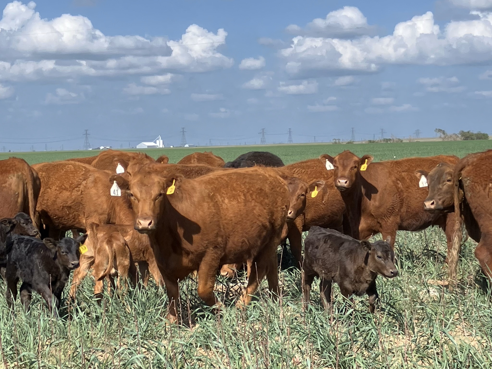Cattle Range Listing Photo