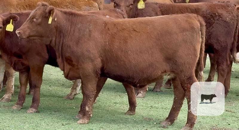 Cattle Range Listing Photo
