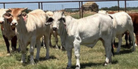 14 Brahman Rep. Heifers... Central TX