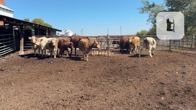 Cattle Range Listing Photo