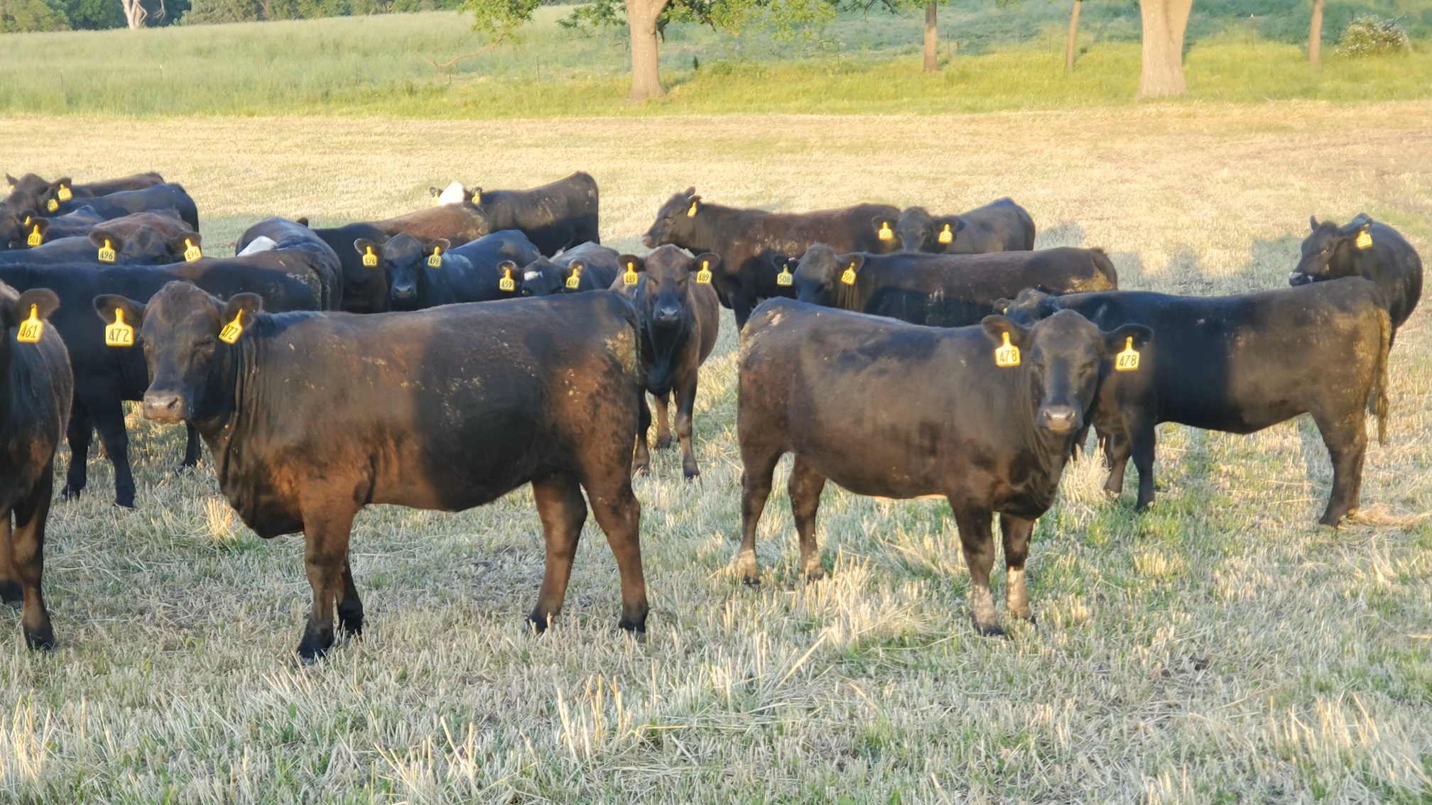 Cattle Range Listing Photo