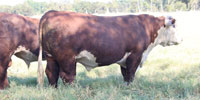 6 Reg. Line One Hereford Bulls... Northeast TX