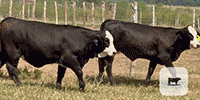 75 Brangus Cross 'BWF' Rep. Heifers... Central TX