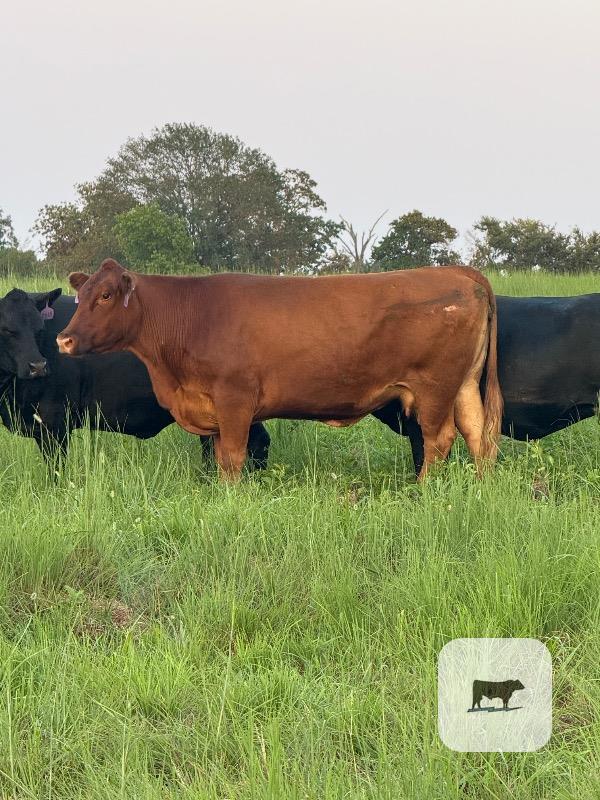 Cattle Range Listing Photo