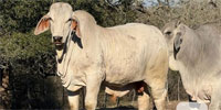 1 Reg. Brahman Bull... Central TX (1)