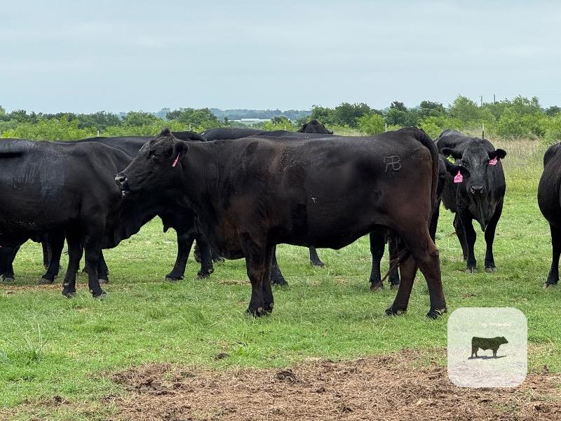 Cattle Range Listing Photo