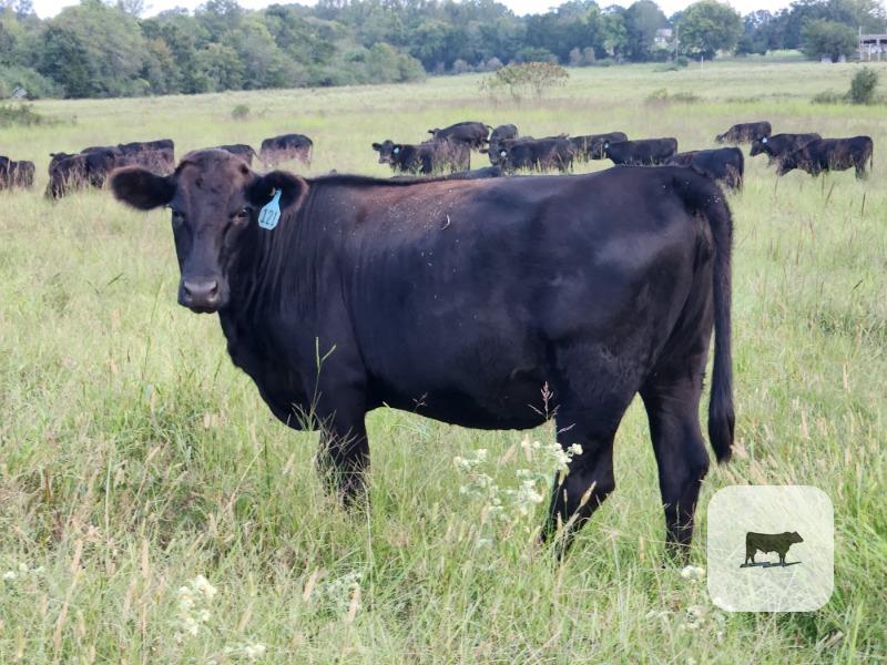 Cattle Range Listing Photo