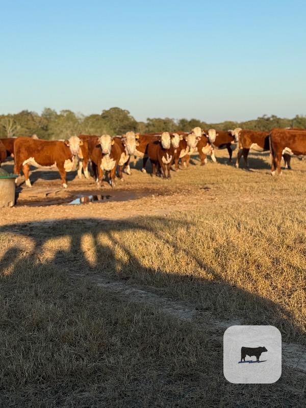 Cattle Range Listing Photo 3