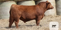7 Reg. Red Angus Bulls... S. Central OK