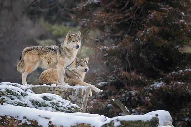 NM Rancher Testifies on Mexican Wolf Delisting in House Hearing