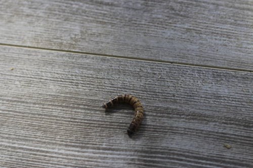 Cattle Industry Concerned Over Screwworm Reporting Delay