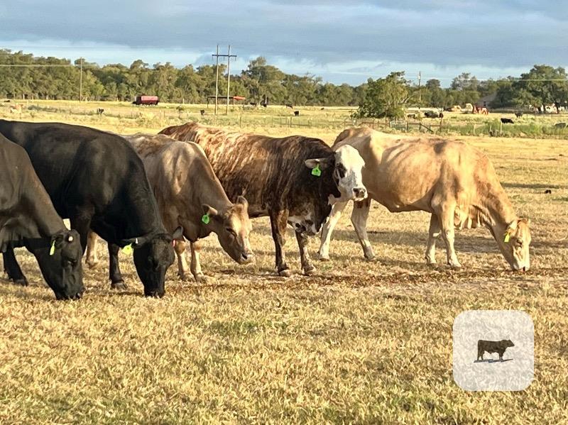 Cattle Range Listing Photo