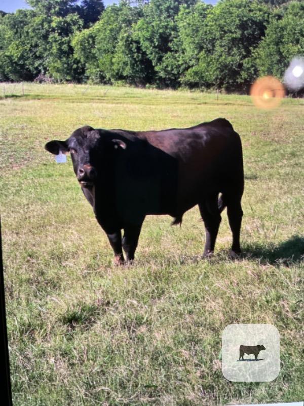 Cattle Range Listing Photo