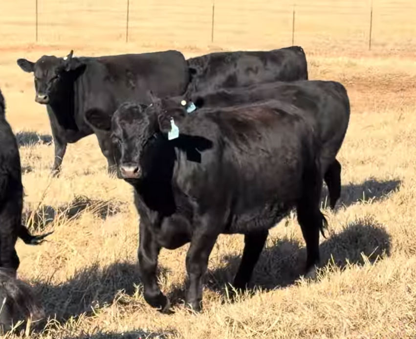 Cattle Range Listing Photo