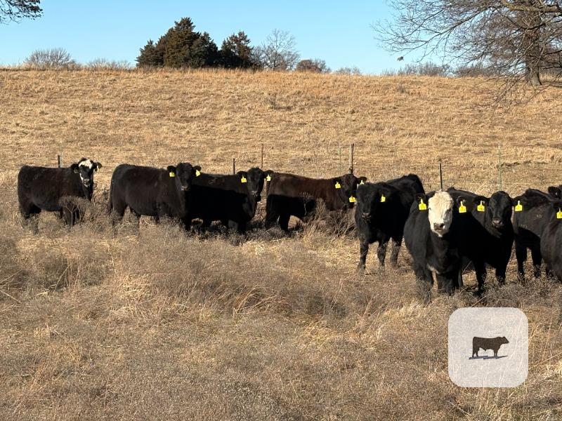 Cattle Range Listing Photo