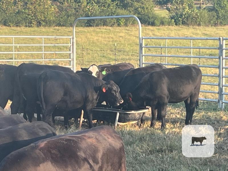 Cattle Range Listing Photo