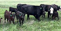 25 Angus 1st Calf Pairs... Central TX
