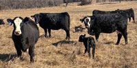 30 F1 Angus Baldy 1st-Calf Pairs... Northeast NE