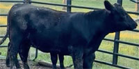 2 Reg. Angus Rep. Heifers... Western TN