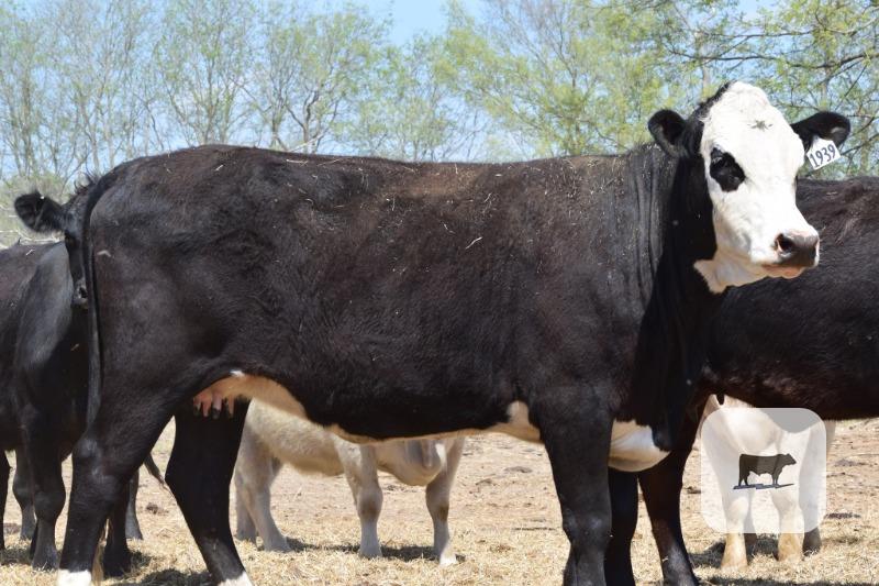 Cattle Range Listing Photo