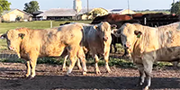 75 Charolais Bulls... Southwest MO