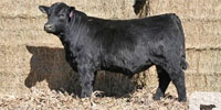 5 Reg. Angus & Hereford Bulls... Southwest IA