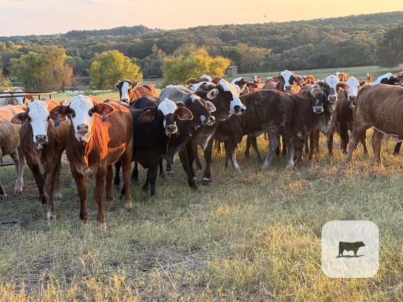 Cattle Range Listing Photo 5
