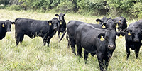 14 Brangus Bred Heifers... Southwest MO