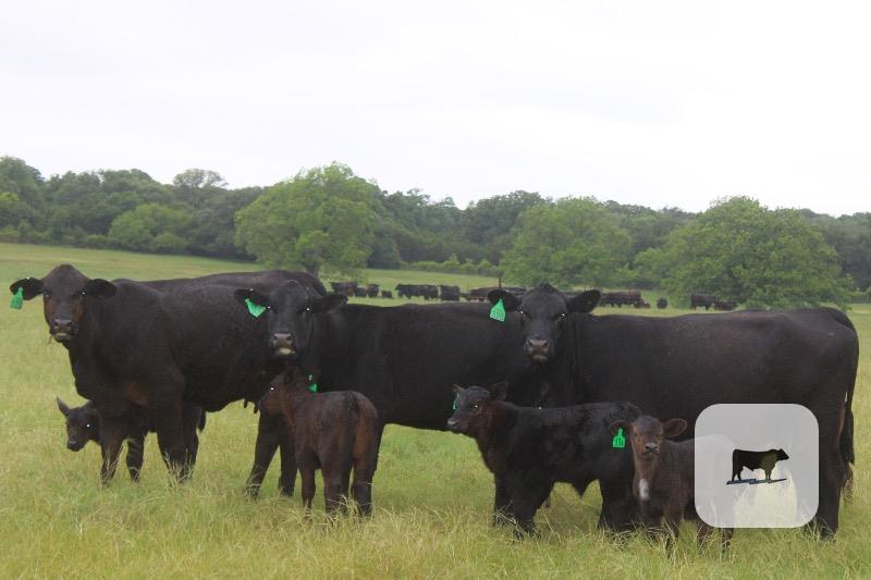 Cattle Range Listing Photo