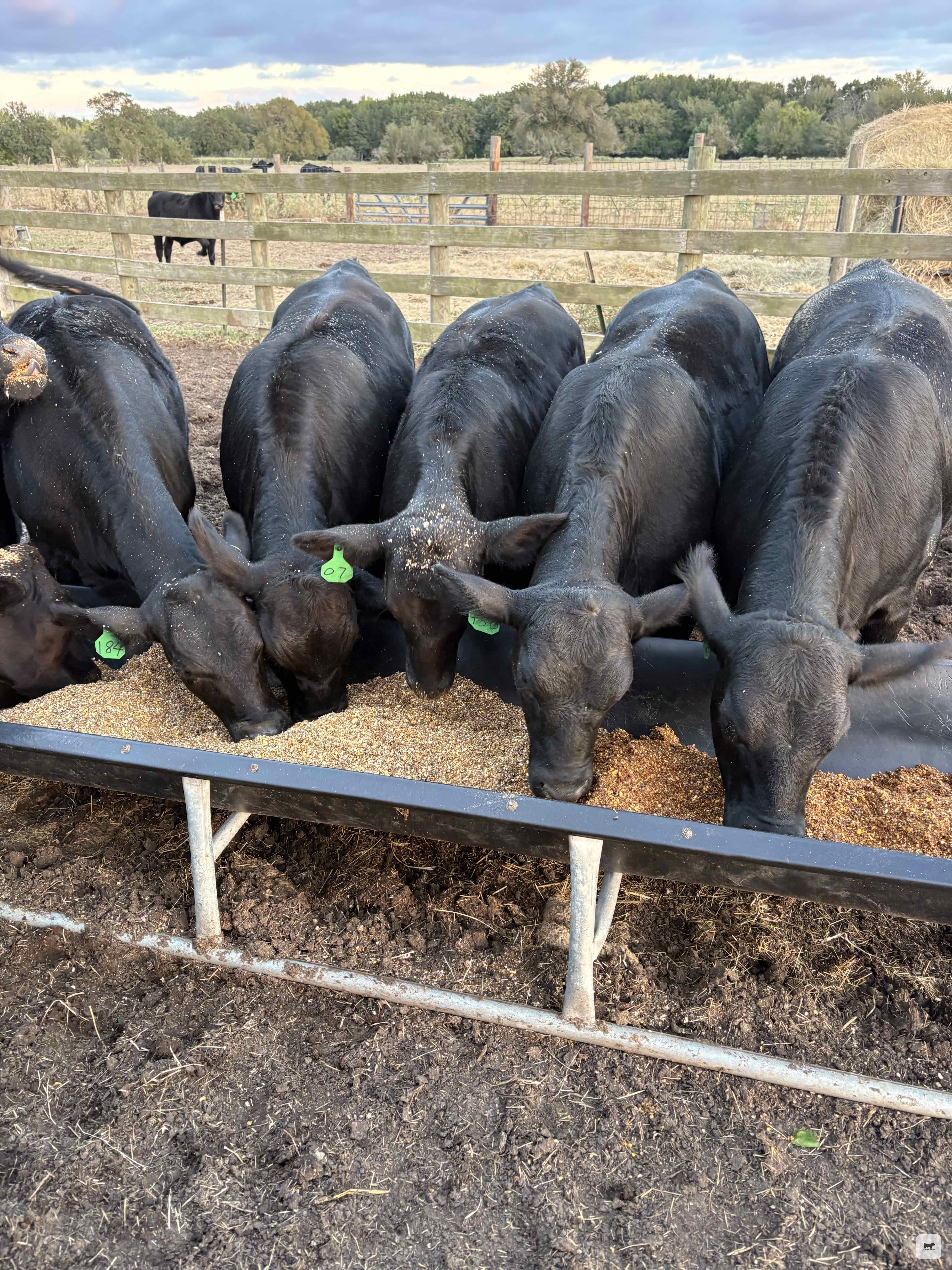 Cattle Range Listing Photo