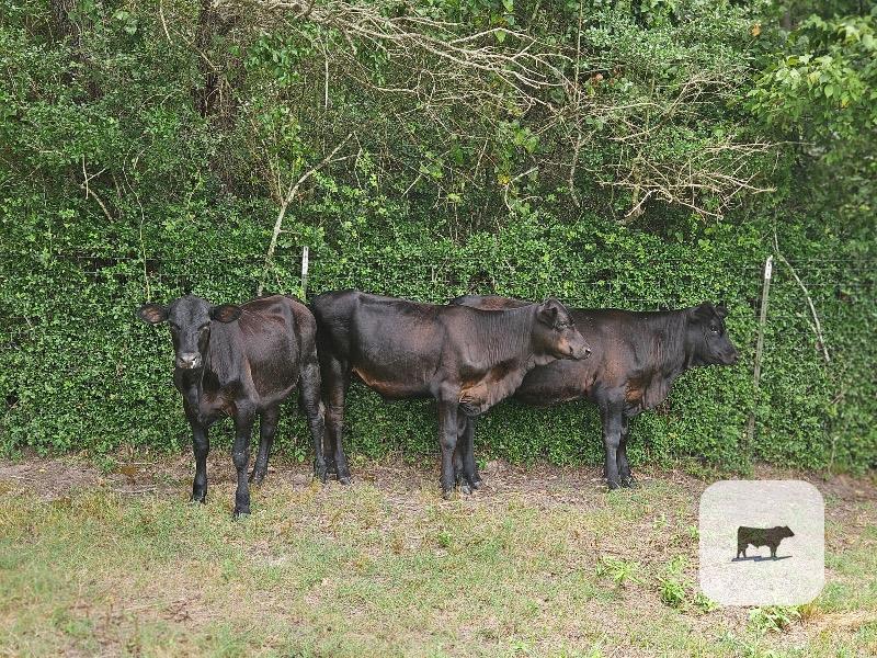 Cattle Range Listing Photo