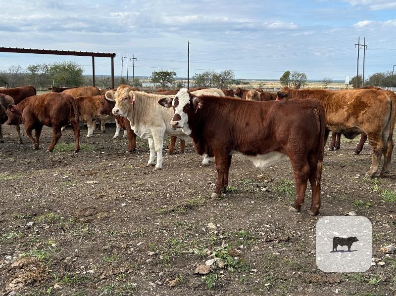 Cattle Range Listing Photo